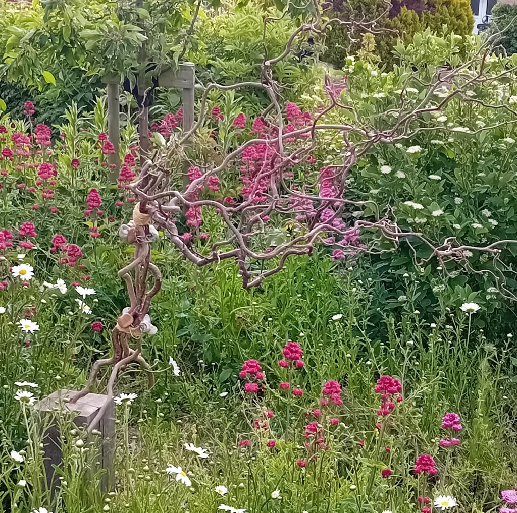 my latest Killick sculpture, anchored in our garden at Walmer, Deal, Kent . UK